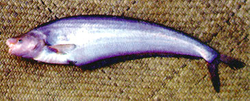 2219_Ian G. Baird_Mekong Humpback Catfish_Hemisilurus mekongensis.jpg